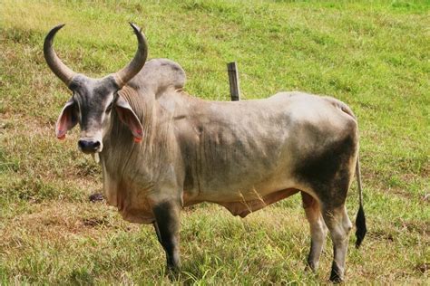 icv.boq.cebu|cebú animal.